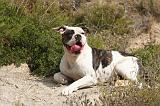 BOULEDOGUE AMERICAIN 410